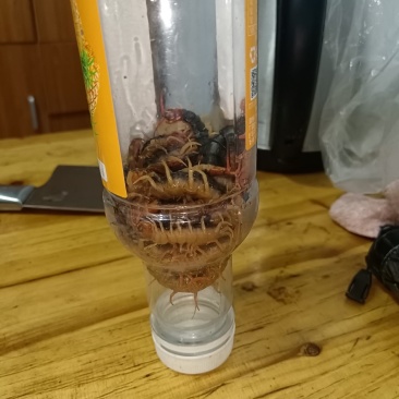 江苏相城蜈蚣
