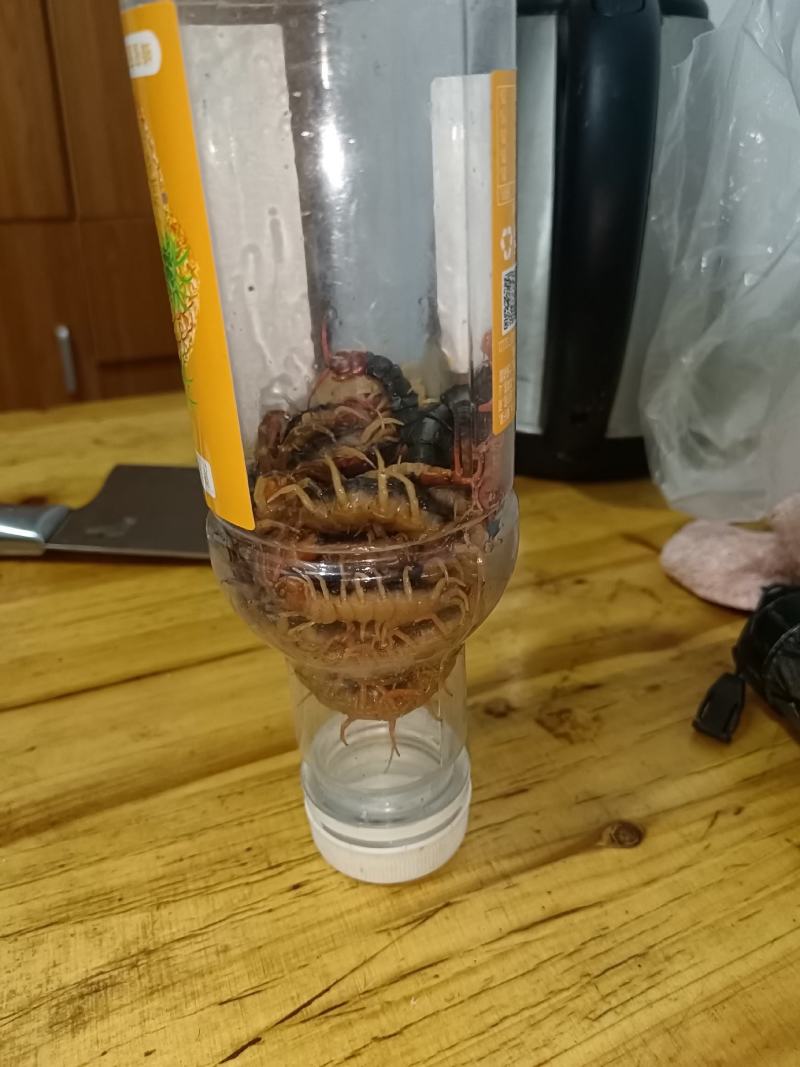 江苏相城蜈蚣