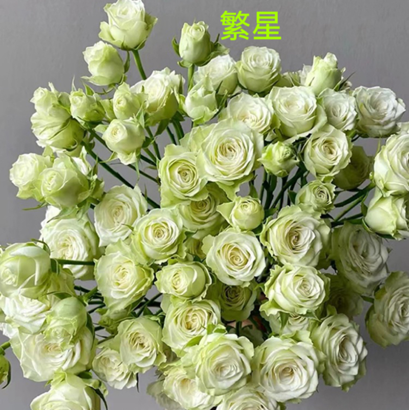 切花薔薇開花株苗-