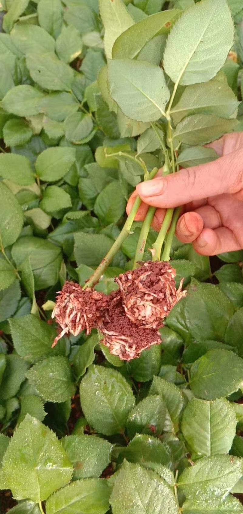 基地直供【繁星】多头玫瑰苗盆栽绿植扦插小苗庭院四季开花