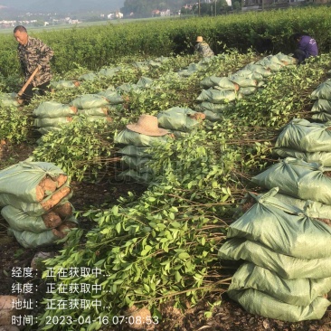 低价出售各种规格油茶苗！湘林210，长林53号等系列
