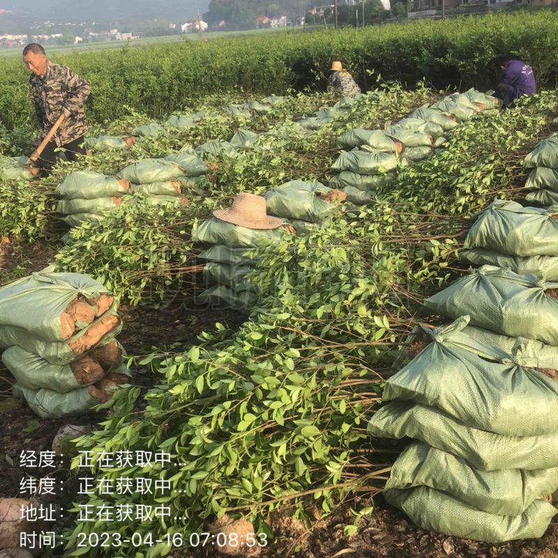 低价出售各种规格油茶苗！湘林210，长林53号等系列