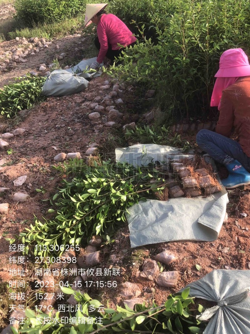 低价出售各种规格油茶苗！湘林210，长林53号等系列