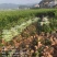 低价出售各种规格油茶苗！湘林210，长林53号等系列