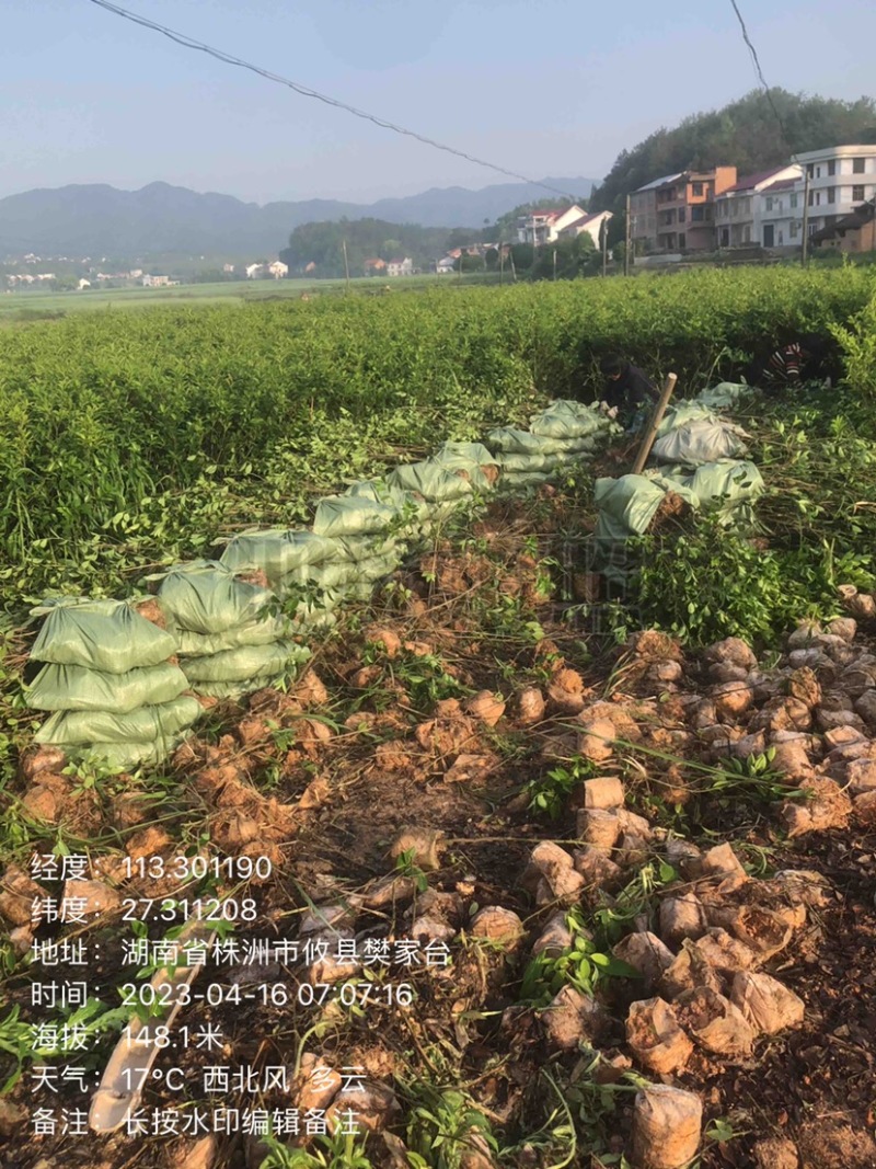低价出售各种规格油茶苗！湘林210，长林53号等系列