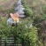 低价出售各种规格油茶苗！湘林210，长林53号等系列