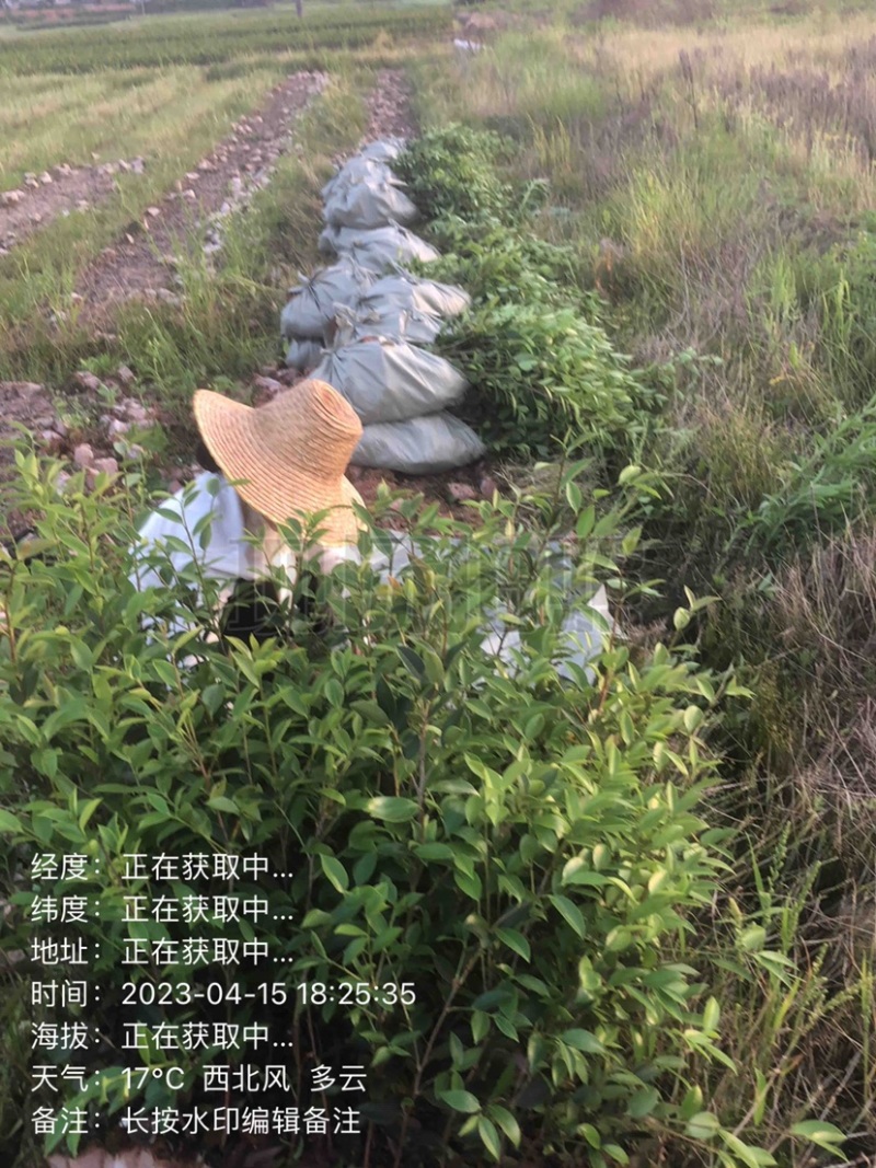 低价出售各种规格油茶苗！湘林210，长林53号等系列