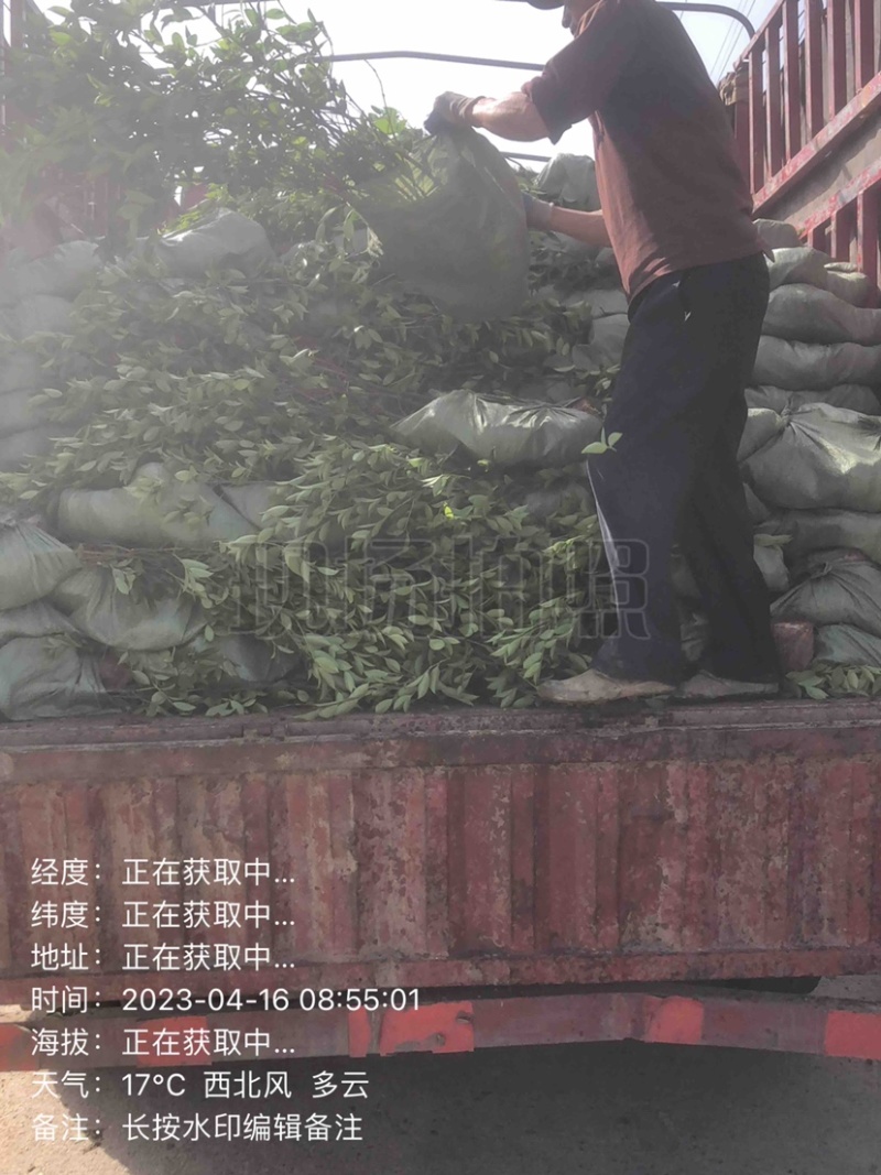 低价出售各种规格油茶苗！湘林210，长林53号等系列