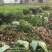 低价出售各种规格油茶苗！湘林210，长林53号等系列