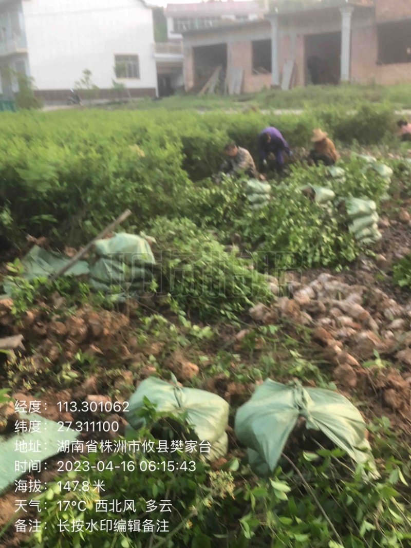低价出售各种规格油茶苗！湘林210，长林53号等系列