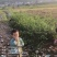 低价出售各种规格油茶苗！湘林210，长林53号等系列