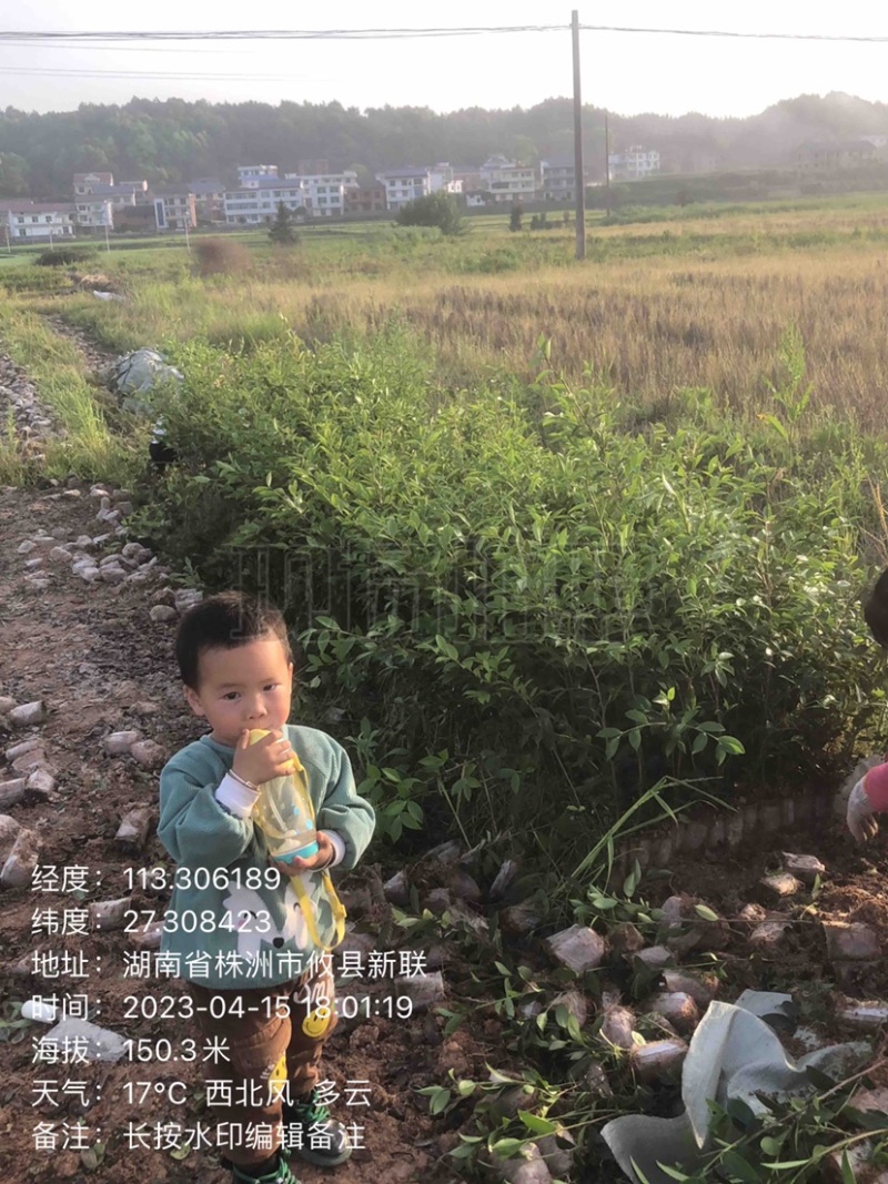 低价出售各种规格油茶苗！湘林210，长林53号等系列