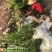 低价出售各种规格油茶苗！湘林210，长林53号等系列