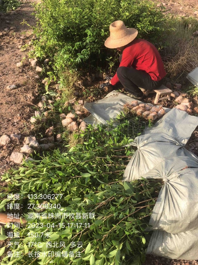 低价出售各种规格油茶苗！湘林210，长林53号等系列