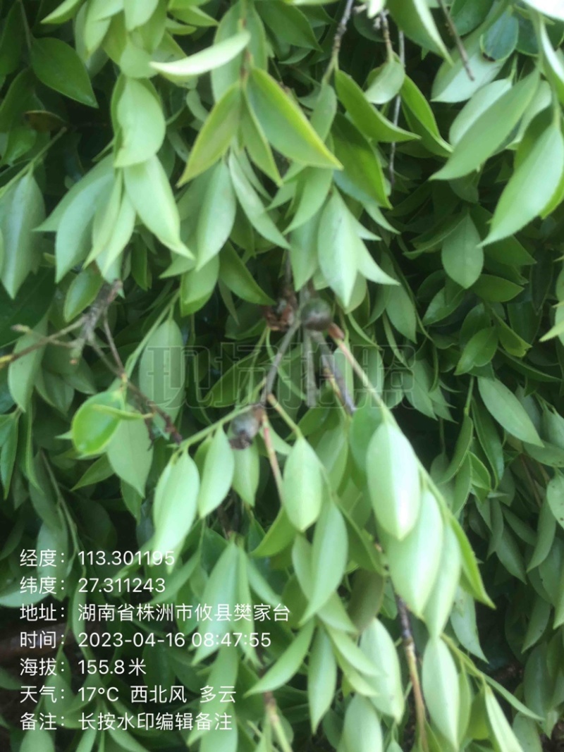 低价出售各种规格油茶苗！湘林210，长林53号等系列