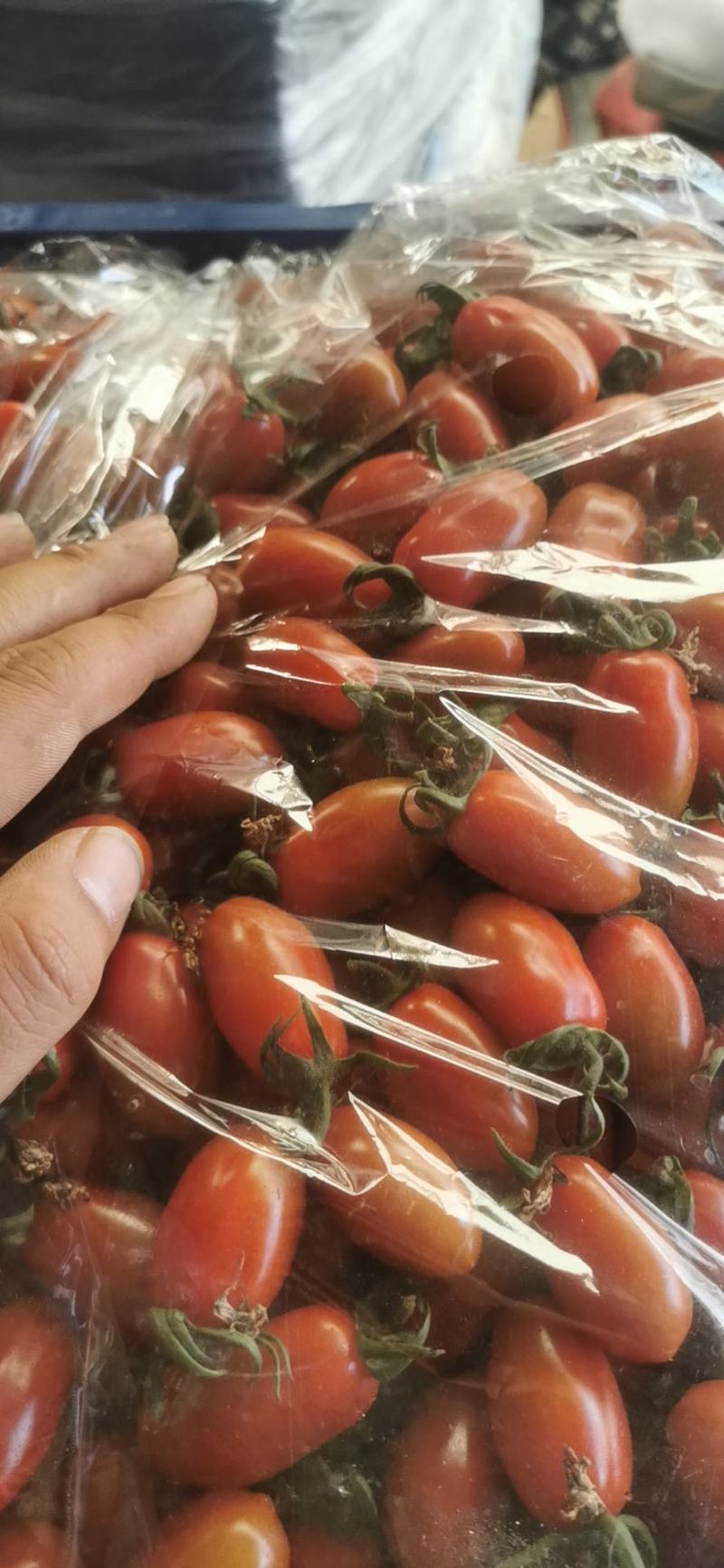 助农小柿子批发，凤珠409，黄姑娘108，紫蜜