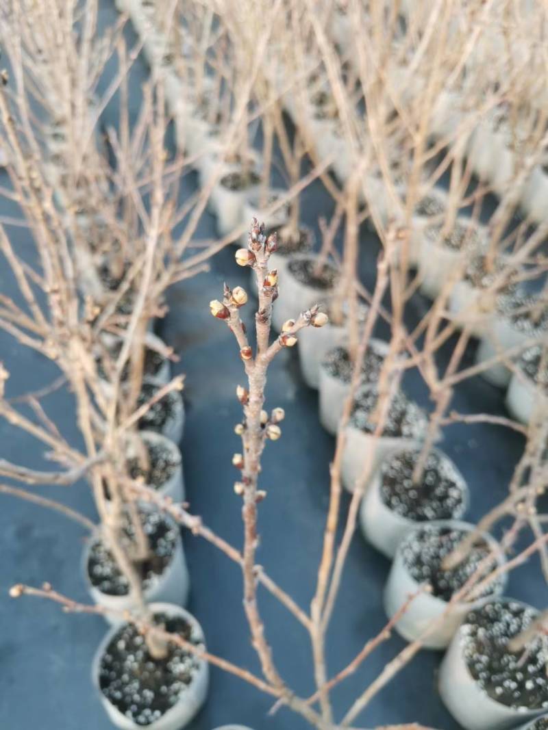 樱桃苗嫁接品种有红灯，美早，黄蜜，雷尼，黑珍珠。樱桃