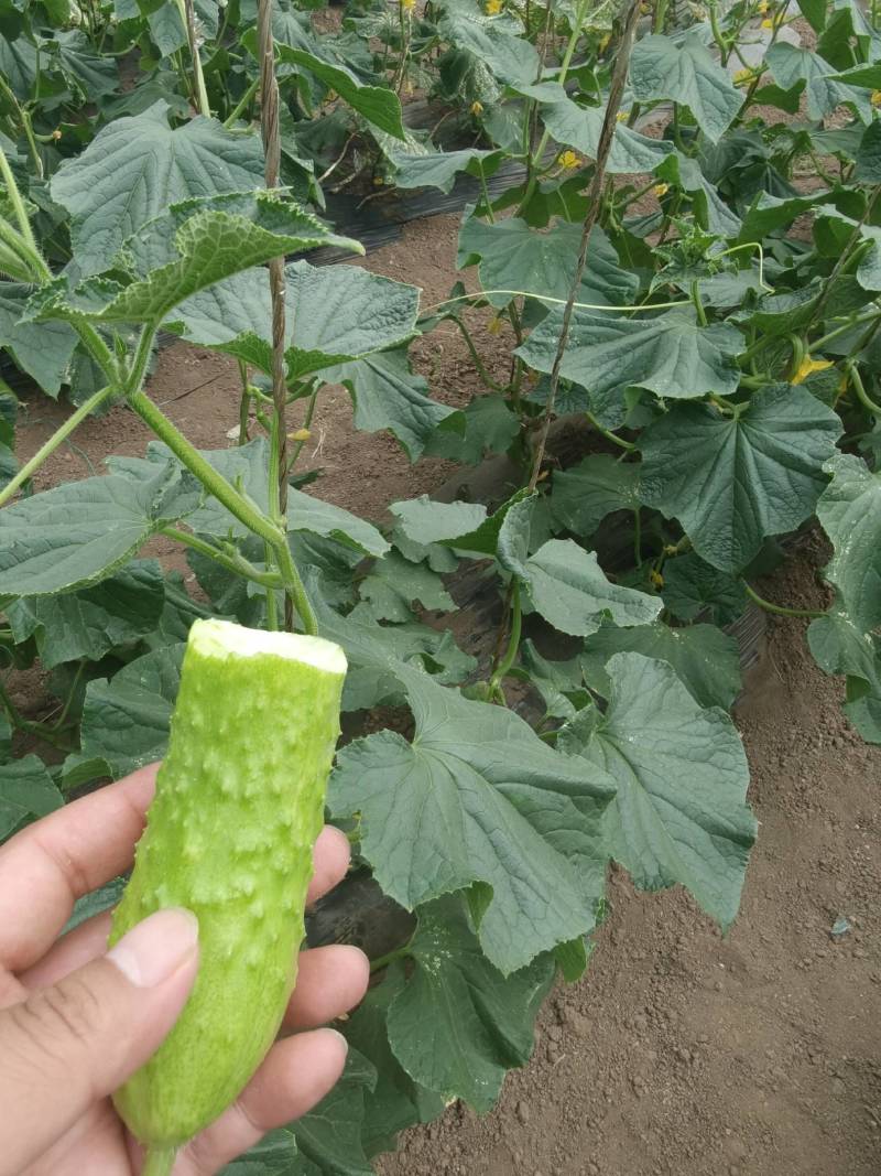 北京有机小旱黄瓜，口感甘甜，瓜味十足，长年有货，供应，