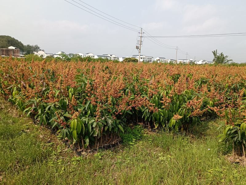 芒果直生苗木占地苗木护地苗特价芒果苗批发啦