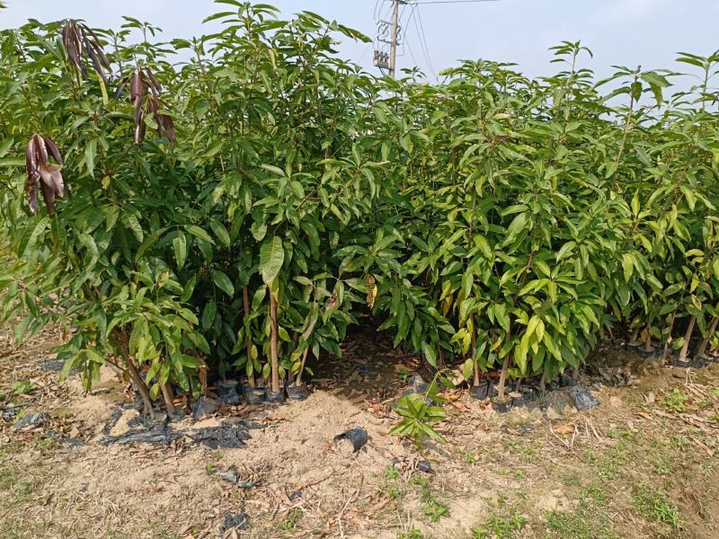 芒果直生苗木占地苗木护地苗特价芒果苗批发啦