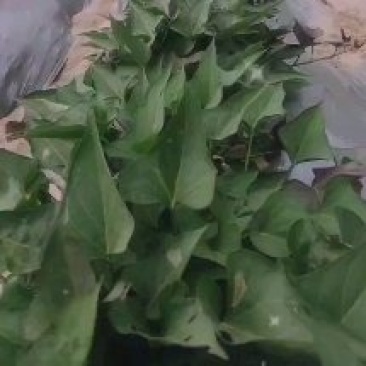 脱毒试管扩繁西瓜红红薯苗，苗粗苗壮热卖中，有需要联系