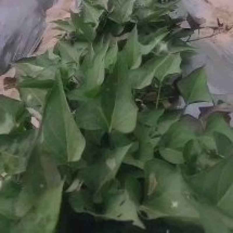 脱毒试管扩繁西瓜红红薯苗，苗粗苗壮热卖中，有需要联系