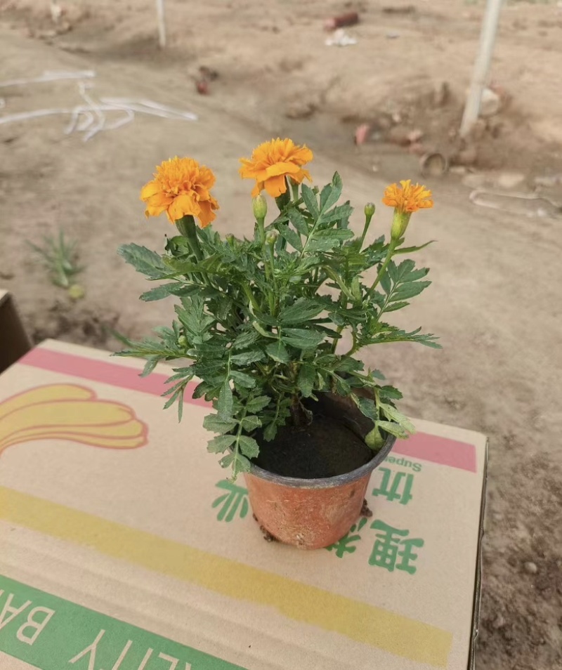 孔雀草，花海用苗，工程用苗，自家苗圃，质优价廉