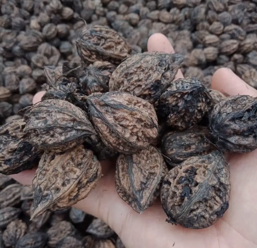 山核桃自然脱皮过程