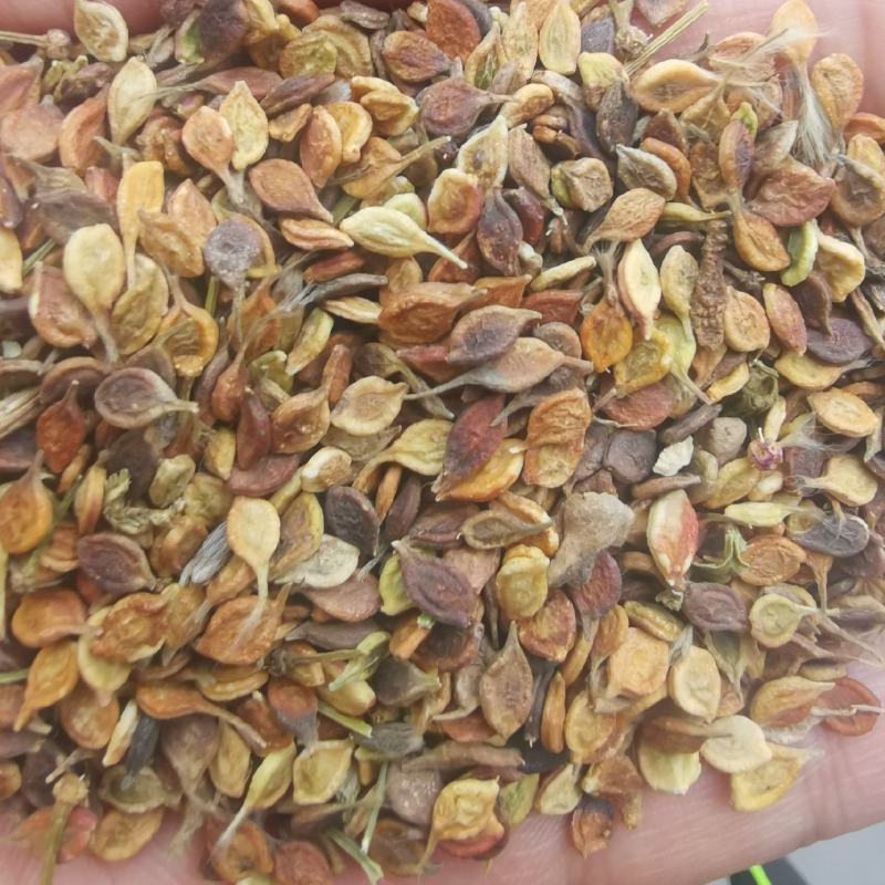 威灵仙种子威灵仙籽批发零售均可包邮