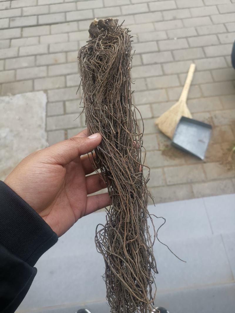 威灵仙种子威灵仙籽批发零售均可包邮