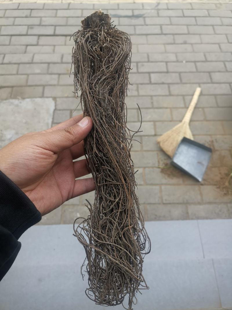 威灵仙种子威灵仙籽批发零售均可包邮