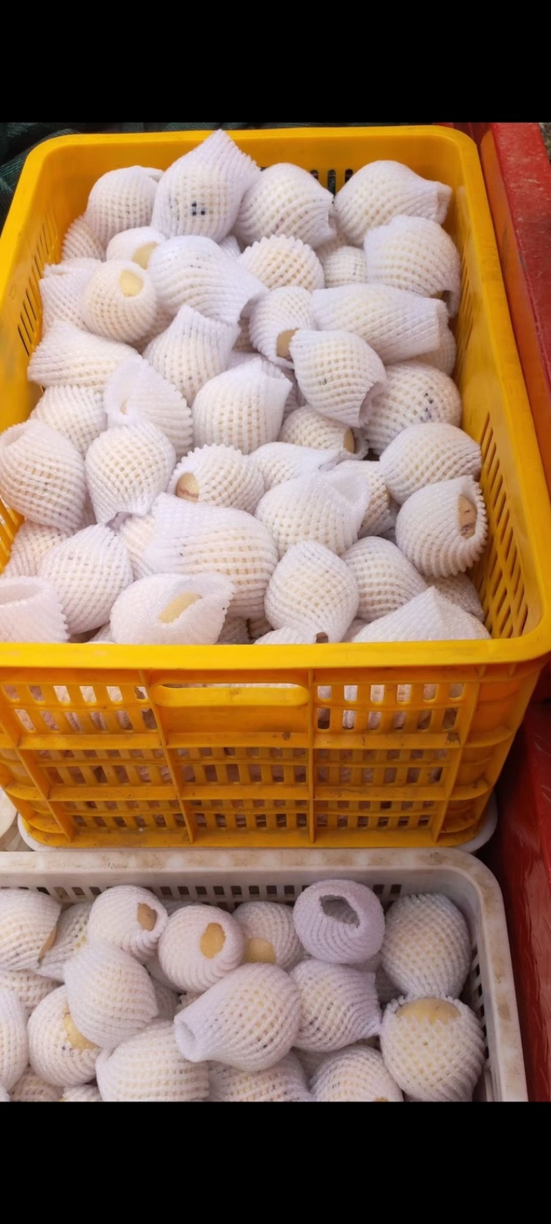 人参果大量销售