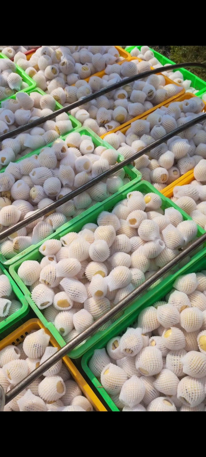 人参果大量销售