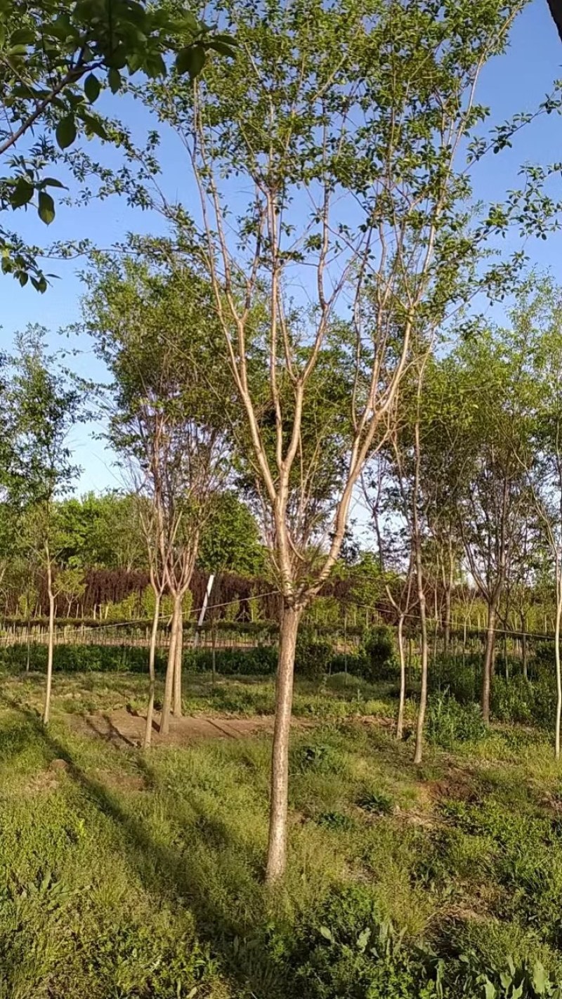 流苏精品流苏5-15公分基地一手货源可实地看苗