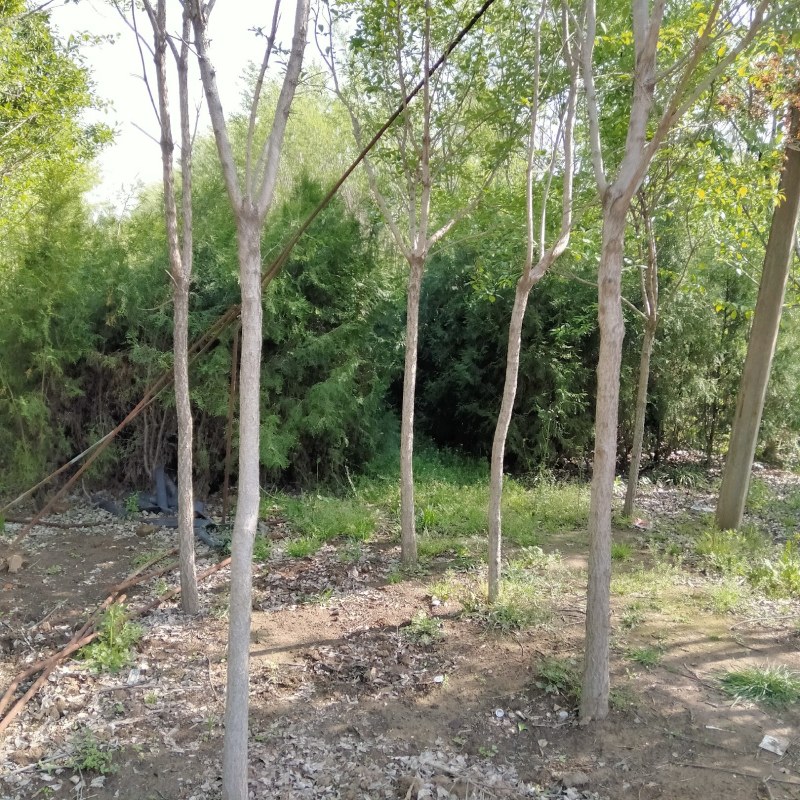流苏精品流苏5-15公分基地一手货源可实地看苗