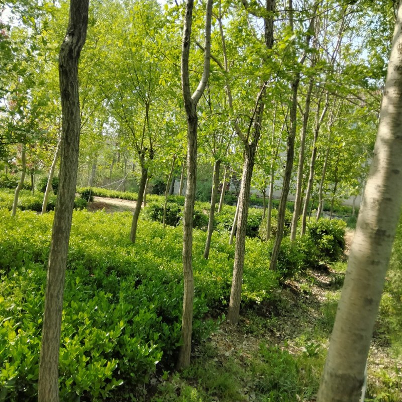 流苏精品流苏5-15公分基地一手货源可实地看苗