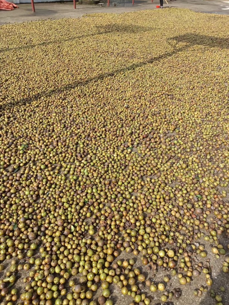 茶籽油，保真，绝不兑任何东西，初炸油
