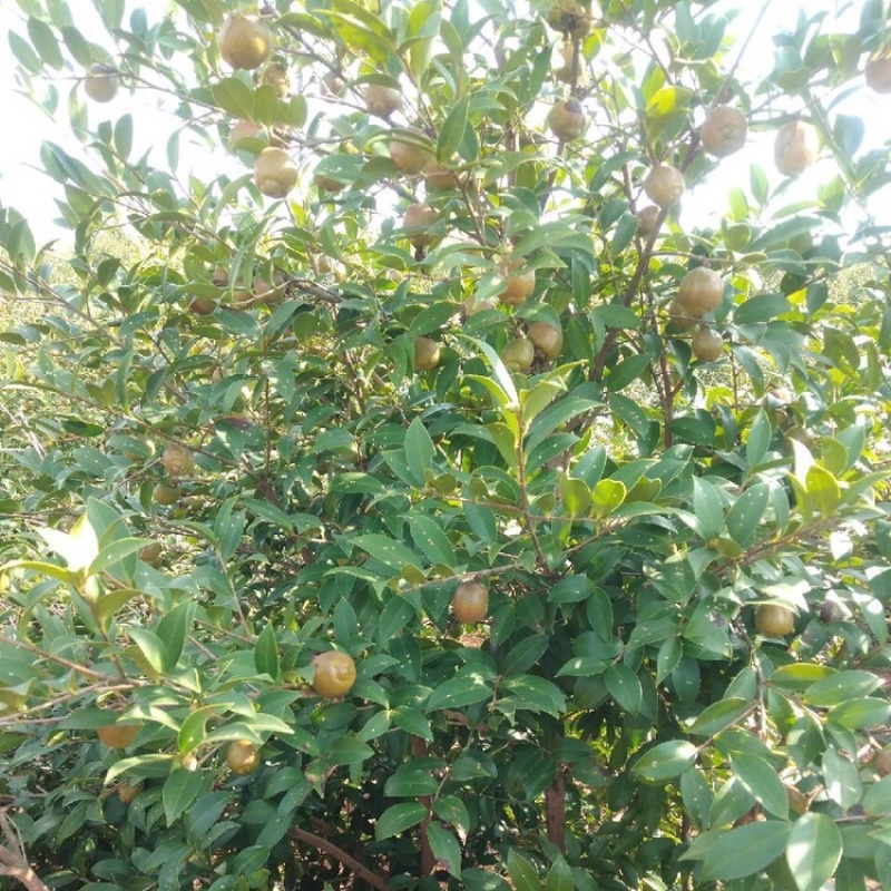 茶籽油，保真，绝不兑任何东西，初炸油