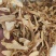 玉簪花一公斤起颜色还行数量不多下单前咨询下单白鹤花