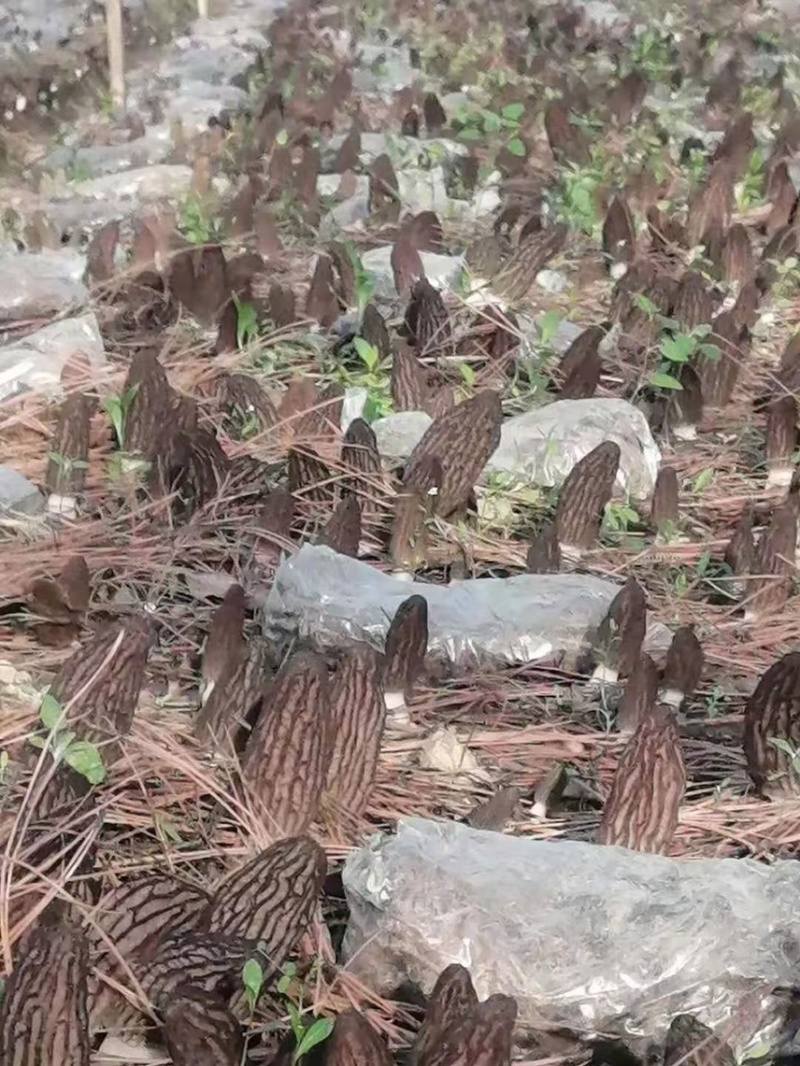 羊肚菌冻品冰冻羊肚菌产地货源大量批发