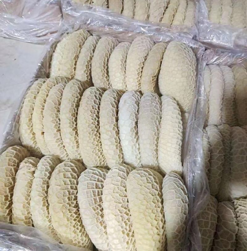 河南郑州厂家直发金钱肚一手货源批发品质保证价格美丽