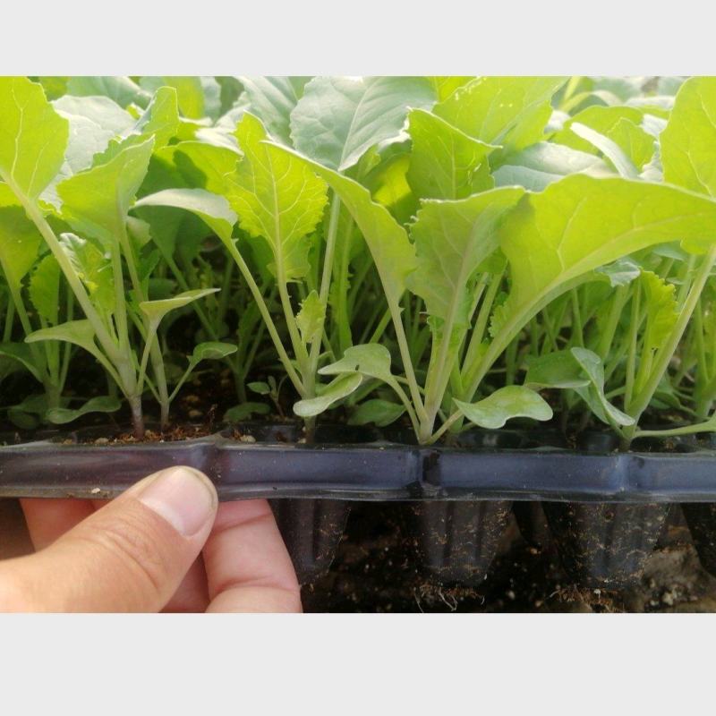 越冬松花100天花菜苗、耐寒青梗白面矮脚，技术指导种植。