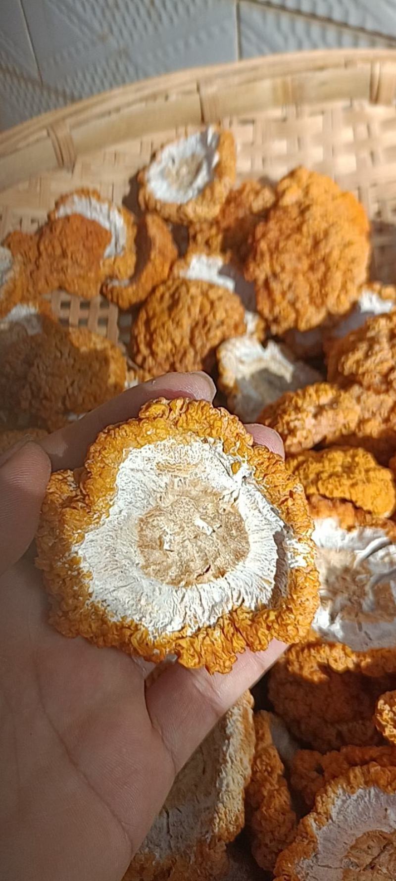 白参菌，金耳菌