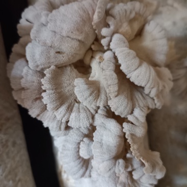 白参菌，金耳菌