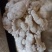 白参菌，金耳菌