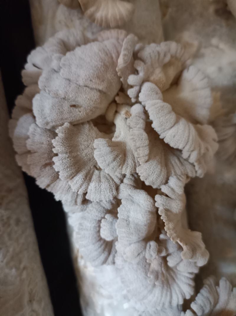 白参菌，金耳菌