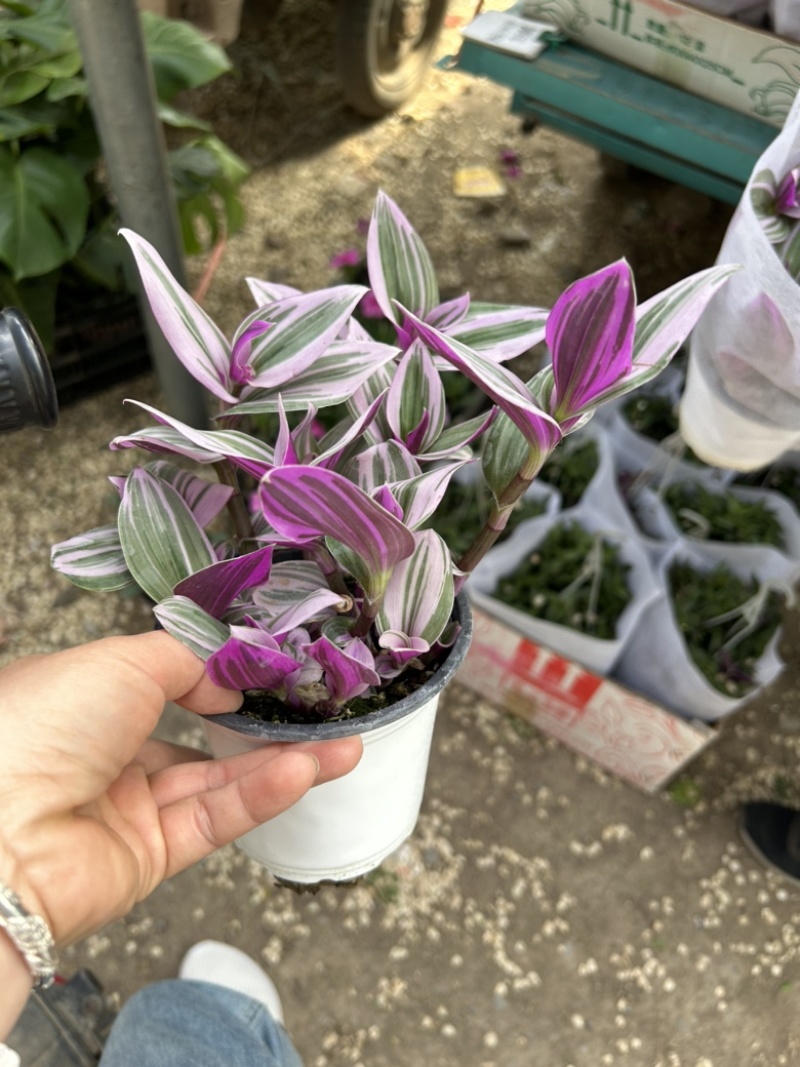 油画婚礼多肉植物油画吊兰盆栽耐旱好养