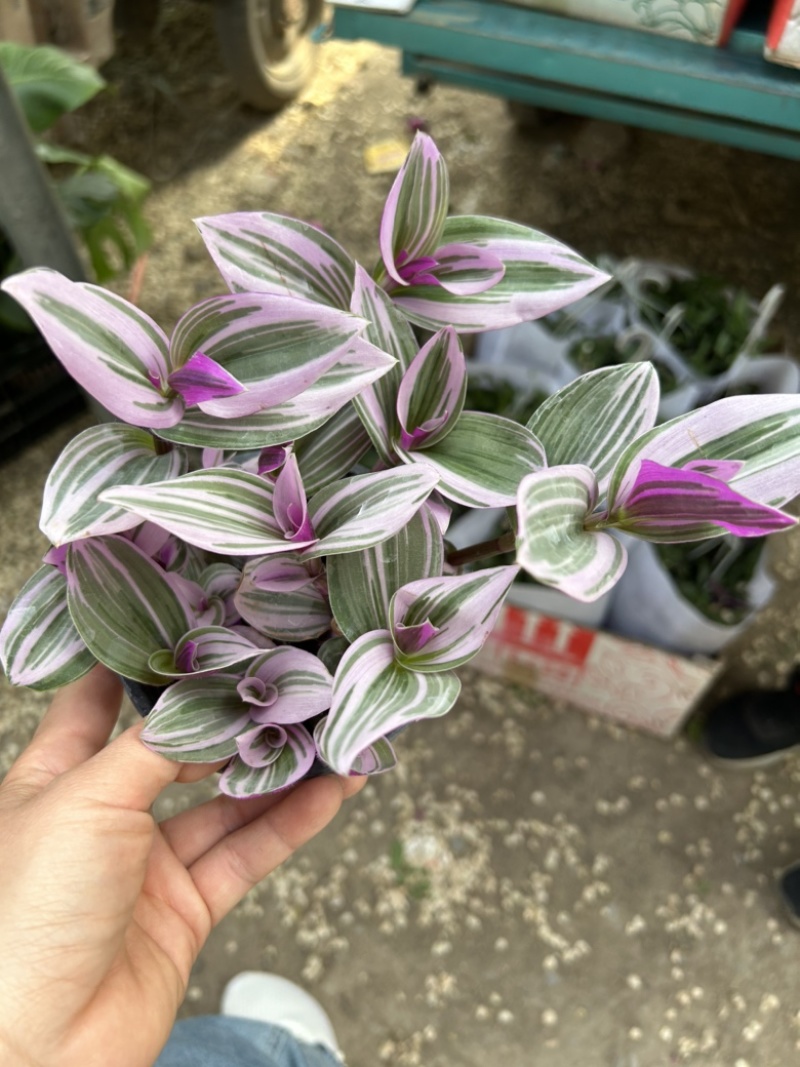 油画婚礼多肉植物油画吊兰盆栽耐旱好养