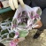 油画婚礼多肉植物油画吊兰盆栽耐旱好养