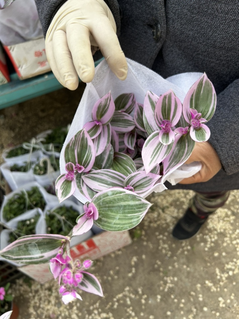 油画婚礼多肉植物油画吊兰盆栽耐旱好养